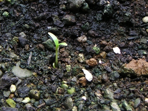 香草 パクチー コリアンダーの芽がでた 気ままにやっていく