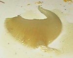 食事2