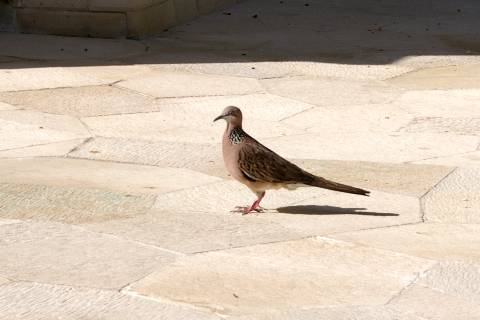 グリアサントリアンでの鳩?
